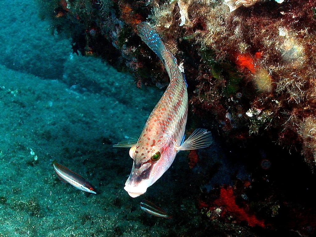 Symphodus tinca